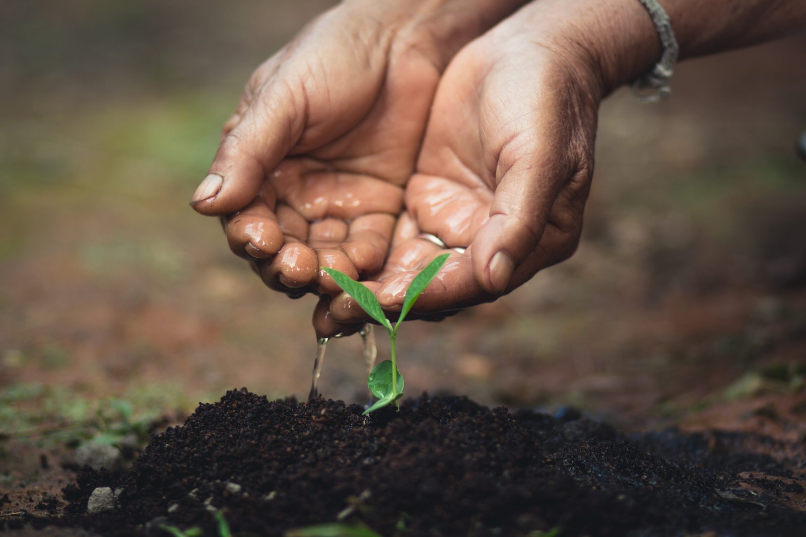 close-up-man-holding-leaf