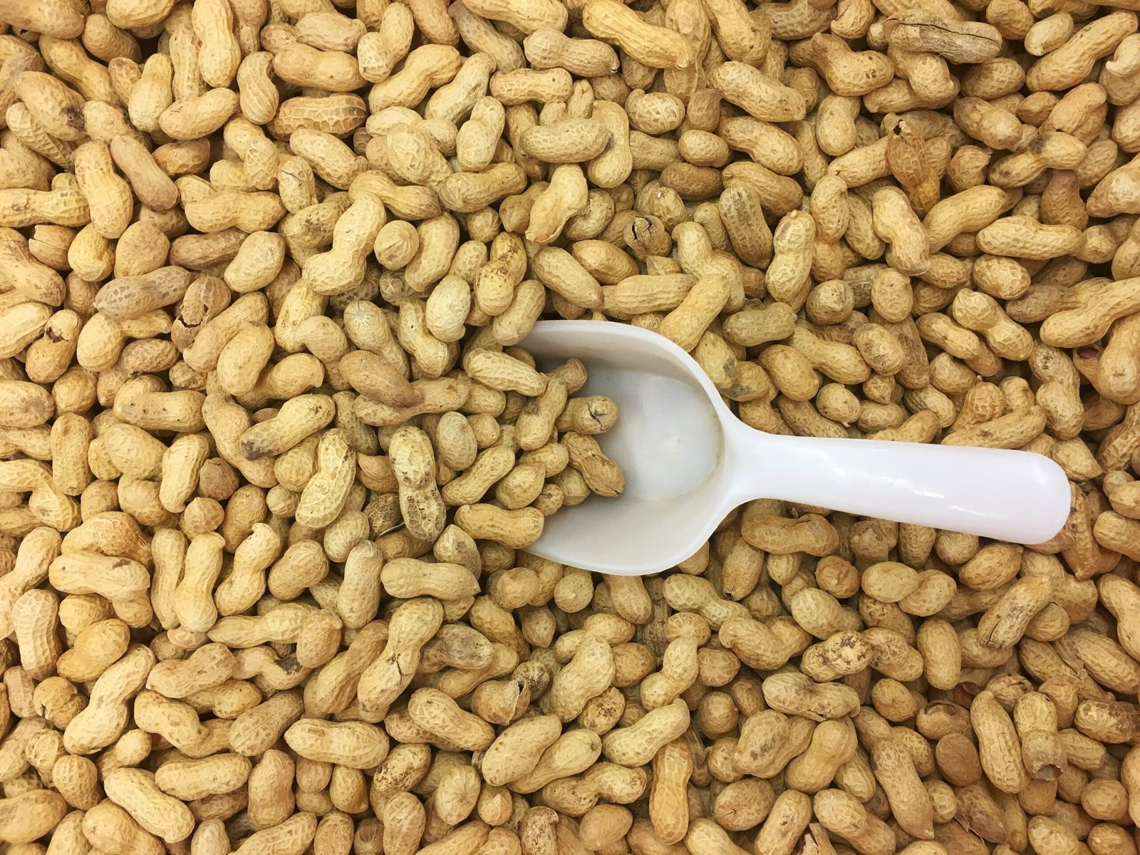 full-frame-shot-peanuts