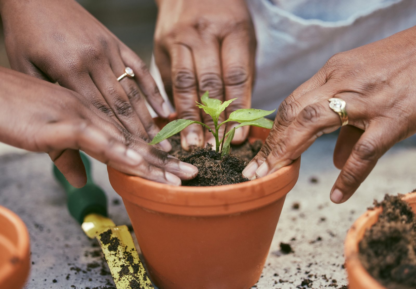 Hands, gardening and soil in pot plant for eco friendly, sustainable and ecology project. Environment, clean energy and people with fertilizer and green leaf sprout for community, ngo or charity