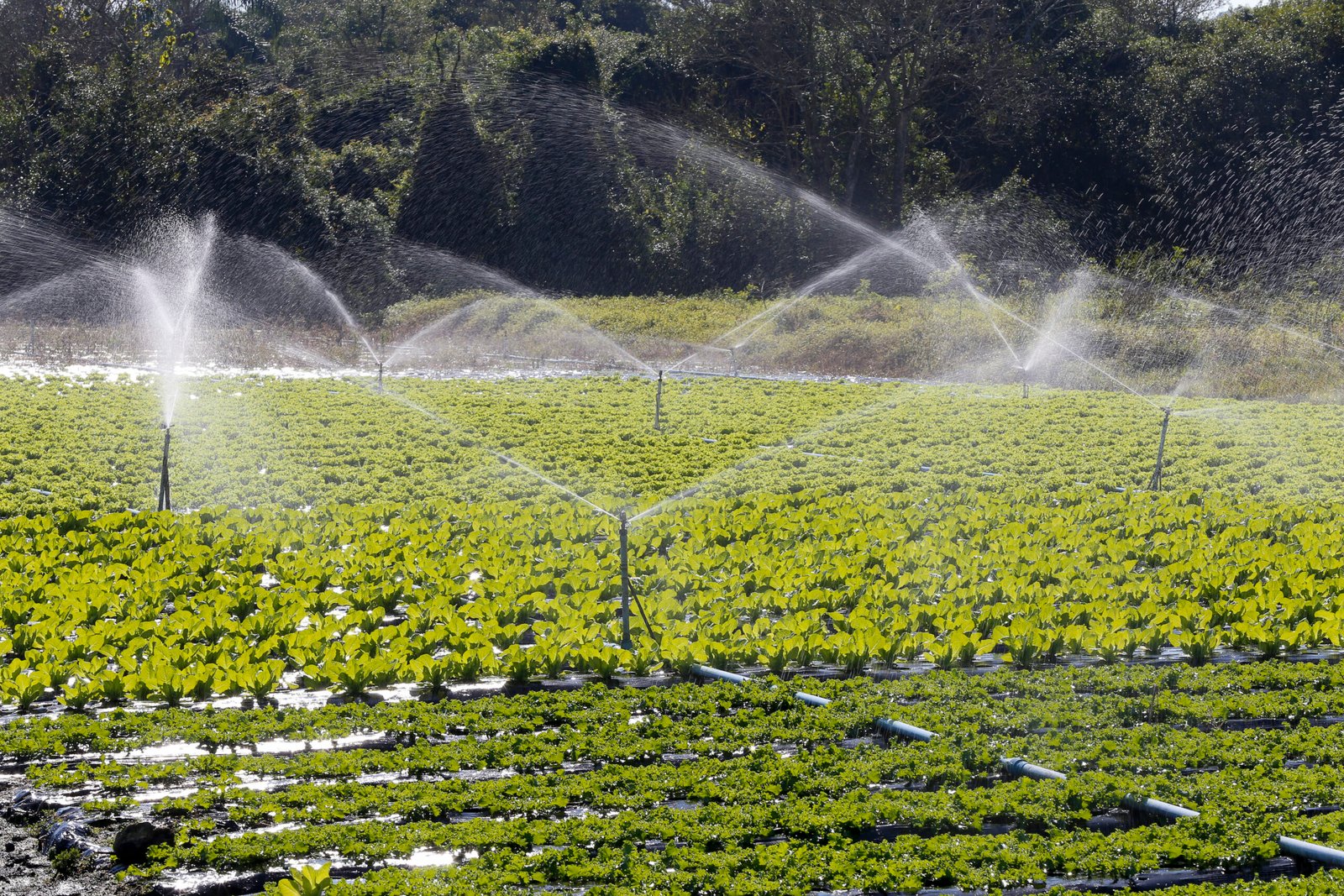Irrigation system in action in vegetable planting. Sao Paulo state. Brazil