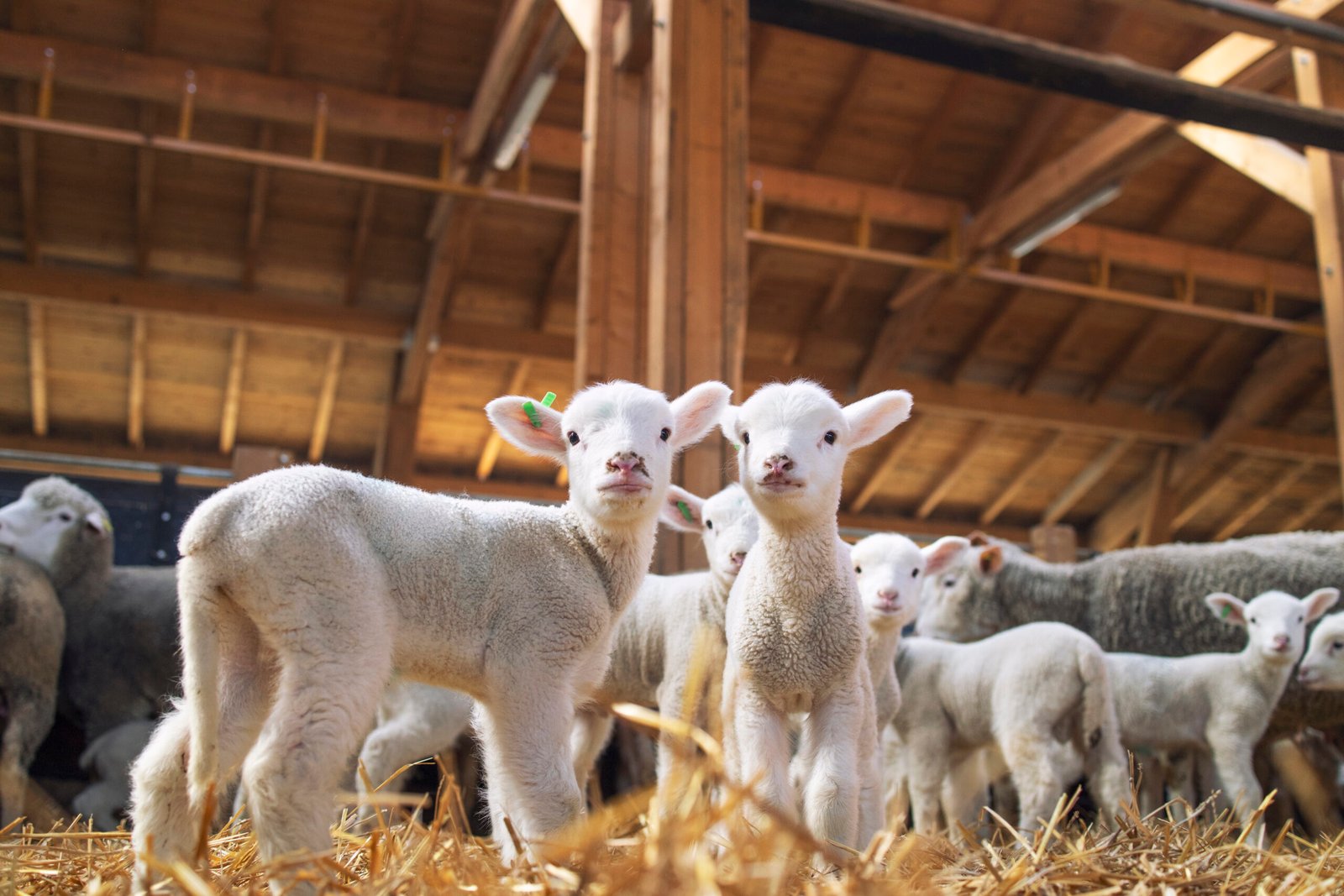 Lambs looking at camera in the wooden barn.