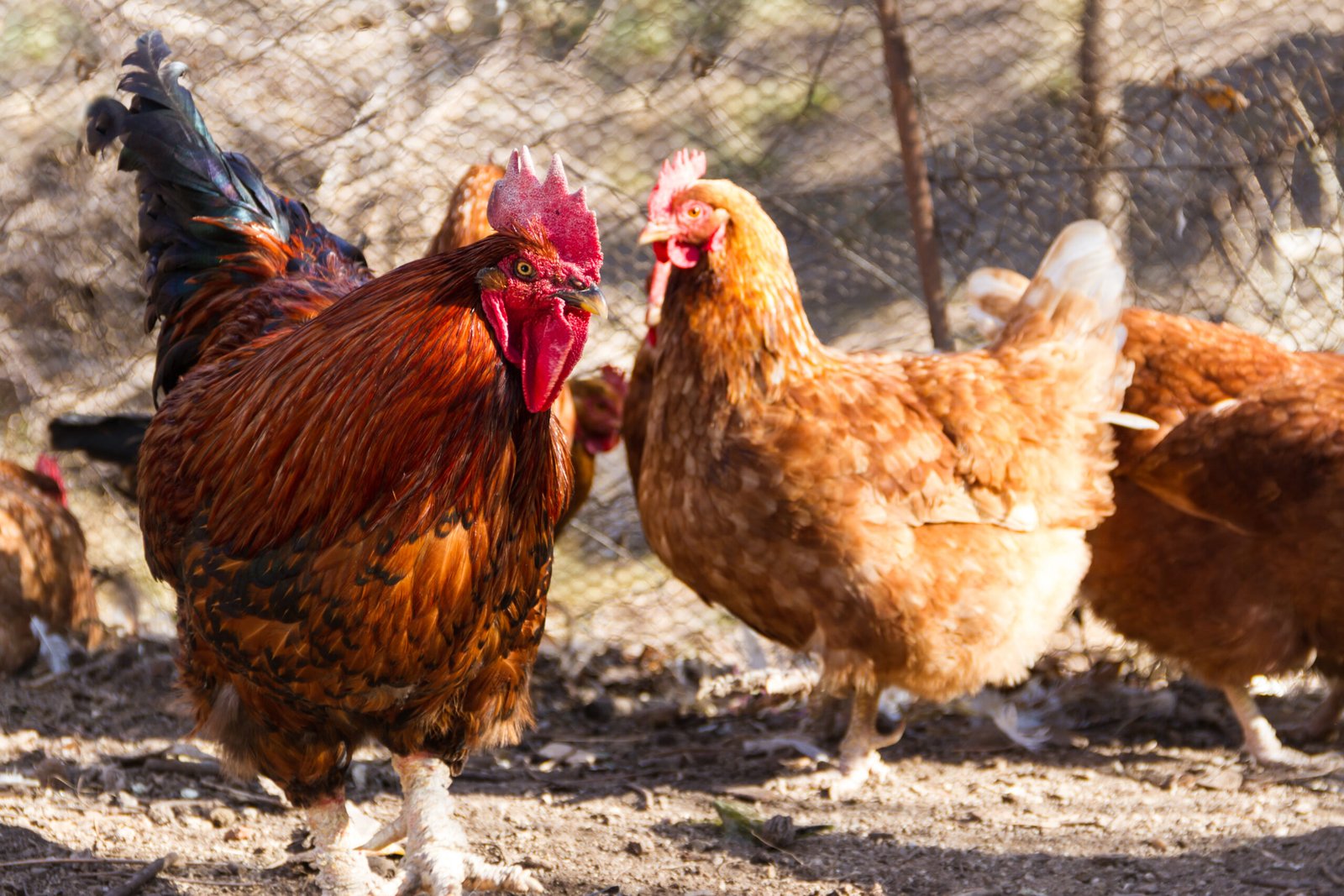 A selective focus shot of a rooster and chicken in the chicken coop on the farm