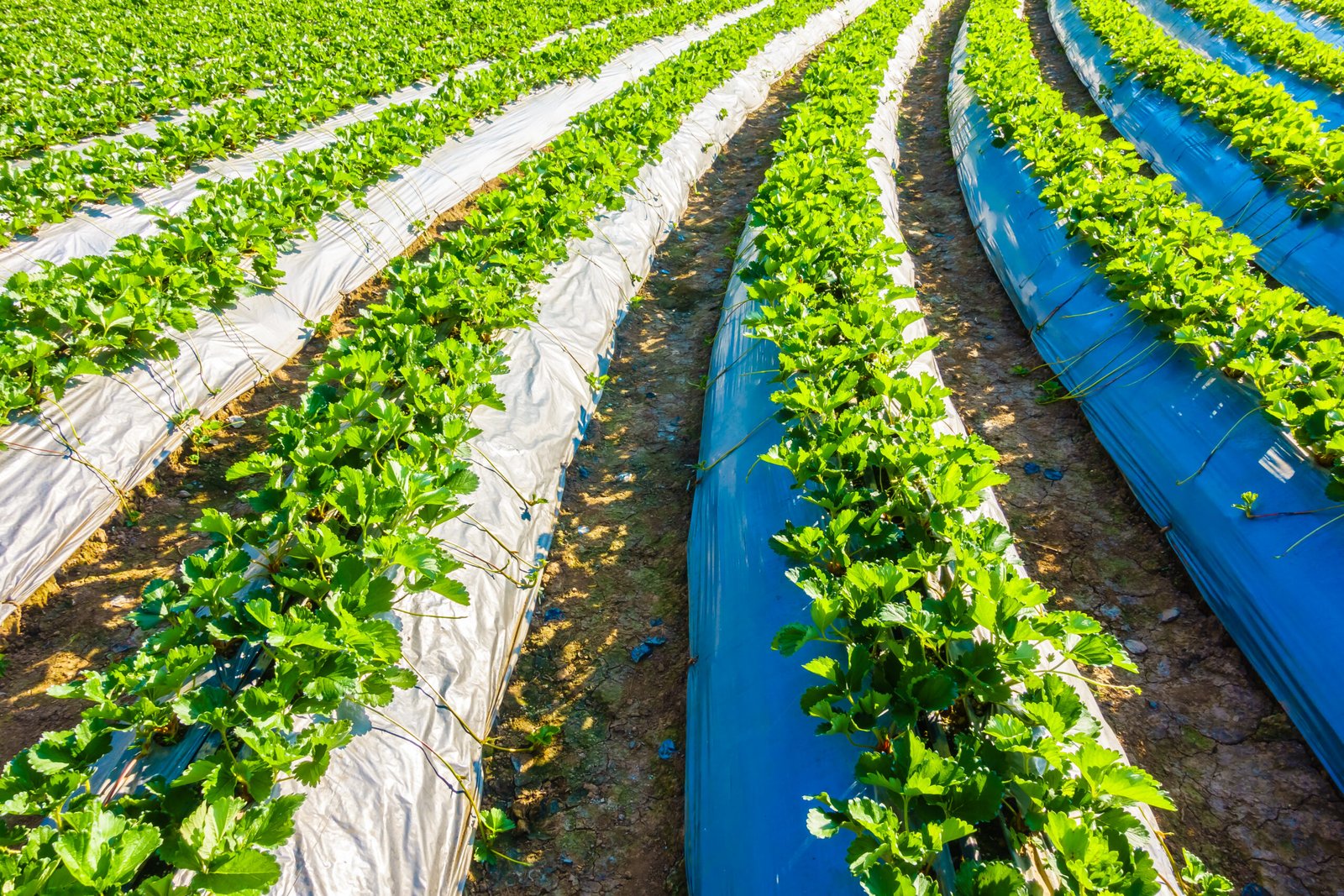 Beautiful landscape strawberry field and farm
